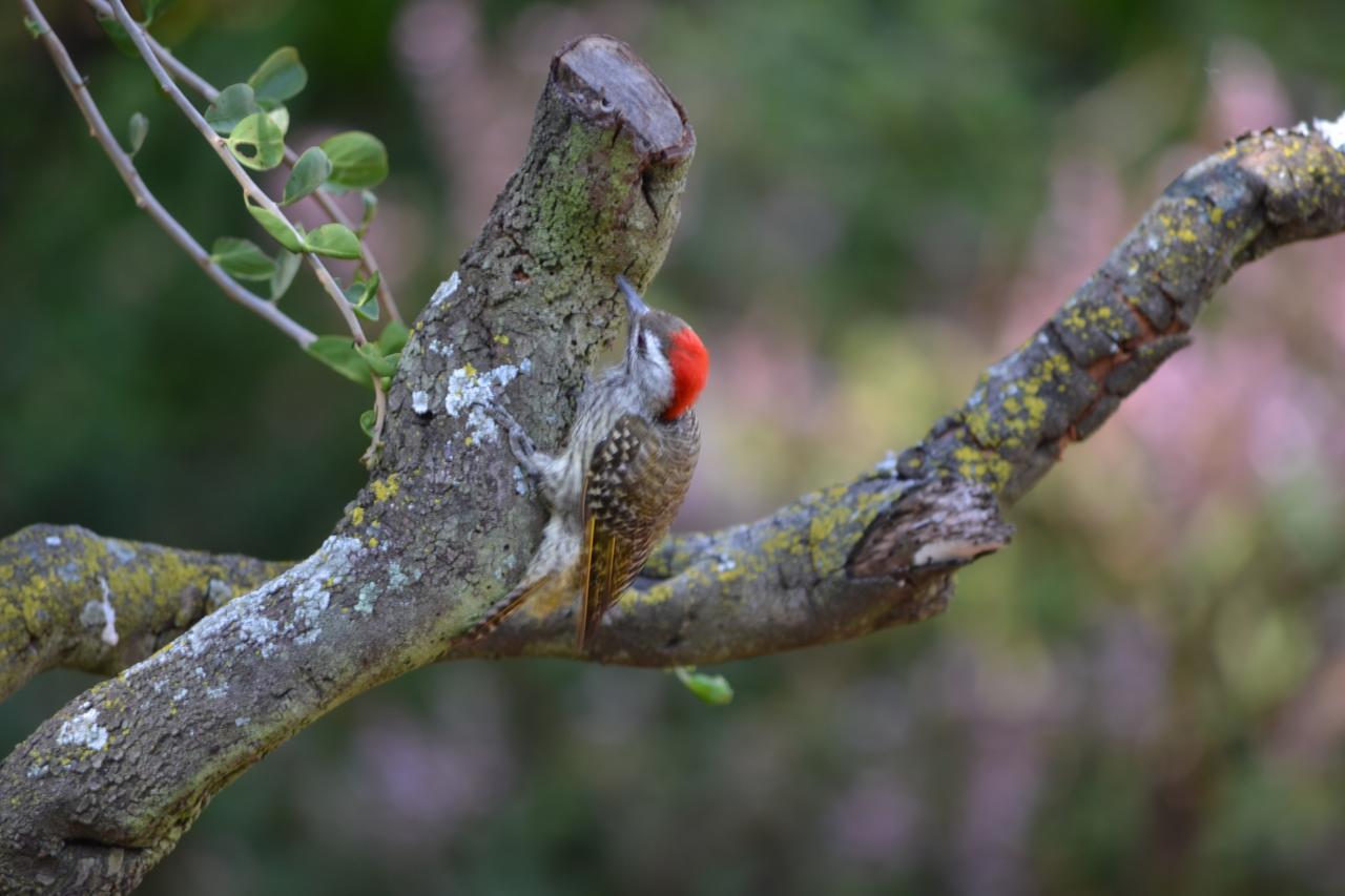 Lydall Wild Tranquil Garden Suites Johannesburg Bagian luar foto