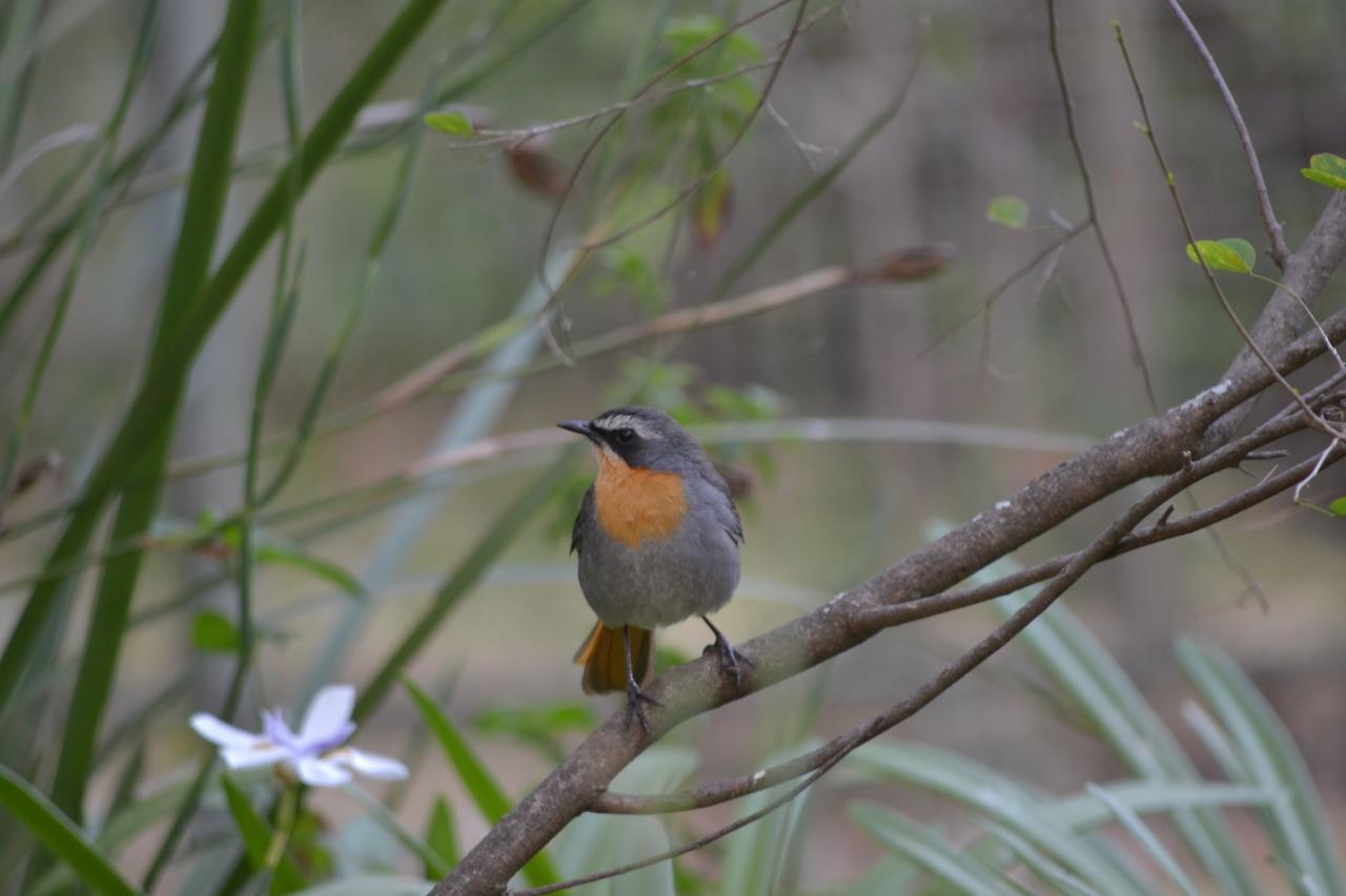 Lydall Wild Tranquil Garden Suites Johannesburg Bagian luar foto